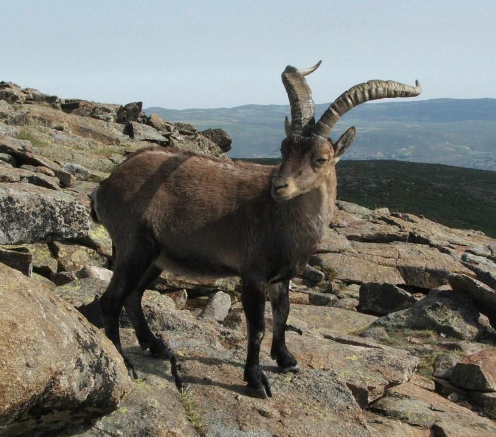 El Nido De Gredos Cuco Apartamento Con Chimenea Navarredonda de Gredos Dış mekan fotoğraf
