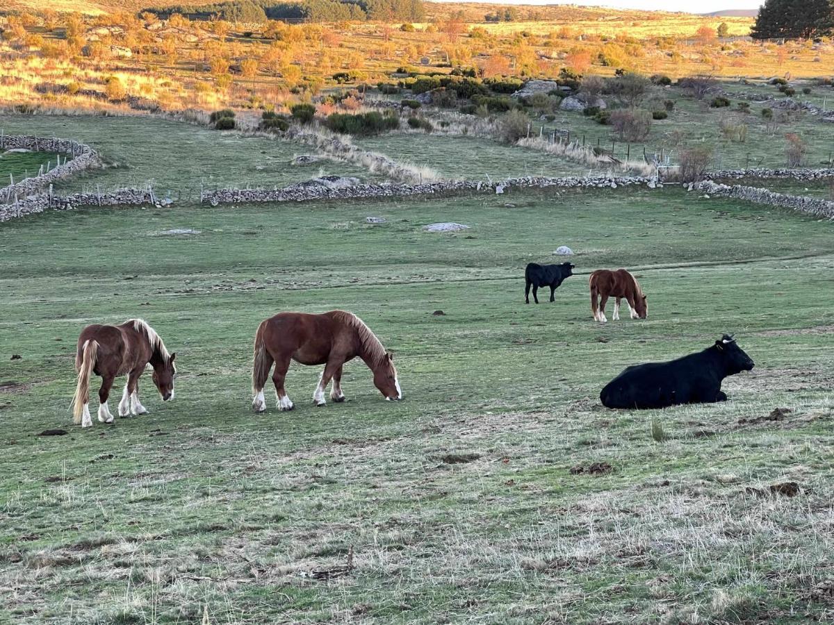 El Nido De Gredos Cuco Apartamento Con Chimenea Navarredonda de Gredos Dış mekan fotoğraf